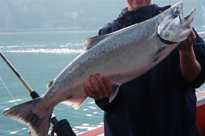 Salmon - territoire du Yukon