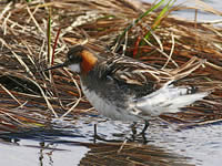 Bird on the edge of the Yukon River