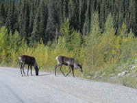 Cariboo on North Klondike Highway
