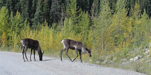 Cariboo on the Alaska highway