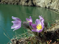 Flowers on the edge of the Yukon River