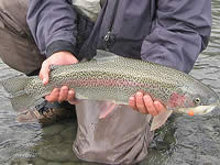 Lake trout