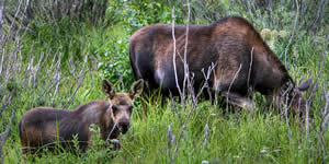 Moose and her calf