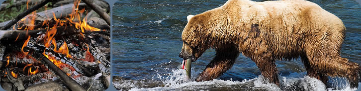 Grizzly bear - Yukon River Adventure