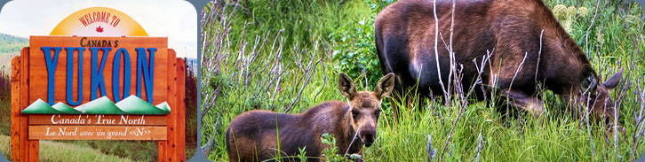 Moose and her calf in the Yukon Territory - Yukon River Adventure