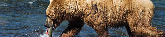Grizzly bear - Yukon territory