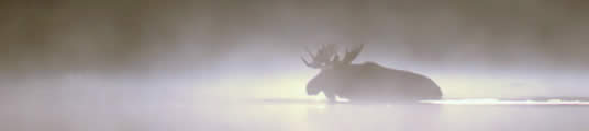 Moose - Yukon River